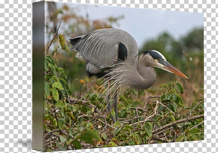 Heron Crane Bird Fauna Beak PNG, Clipart, Beak, Bird, Blue Heron Jewelry, Crane, Crane Like Bird Free PNG Download