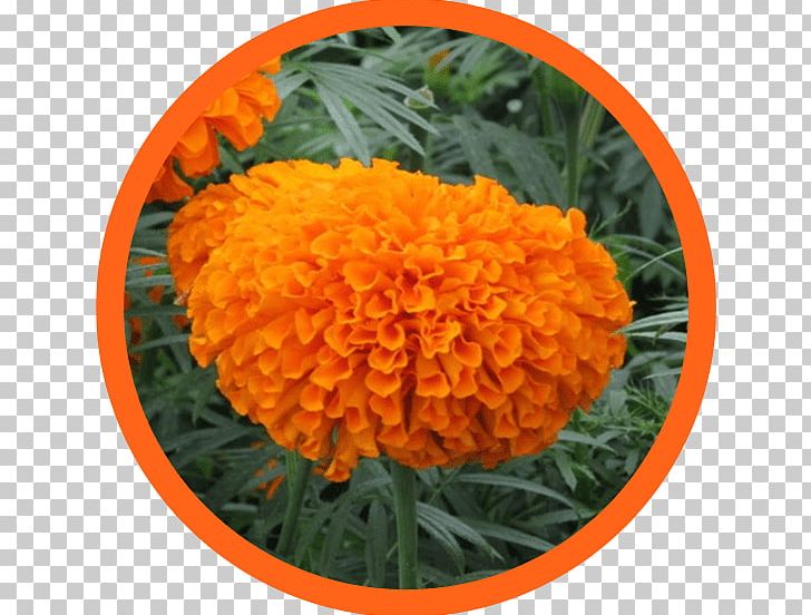 Lutein Mexican Marigold Food Kemin Industries Ingredient PNG, Clipart, Annual Plant, Antioxidant, Calendula, Chrysanthemum, Chrysanths Free PNG Download