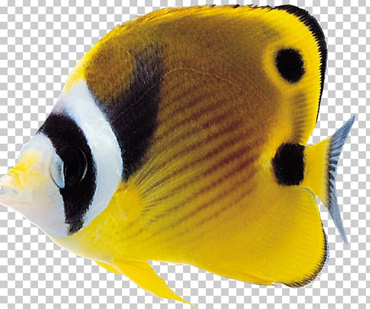 Ornamental Fish PNG, Clipart, Animals, Aquarium, Art, Beak, Coral Reef Fish Free PNG Download