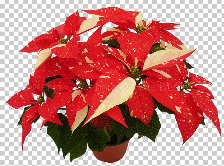 Poinsettia Red Spurges Flower Green PNG, Clipart, Annual Plant, Blue, Color, Cut Flowers, Flor Free PNG Download