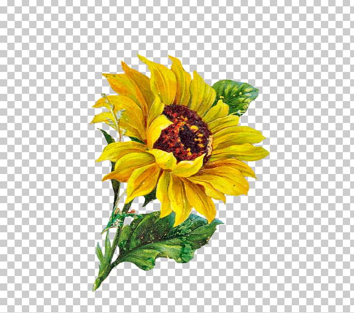 Common Sunflower PNG, Clipart, Autumn, Blog, Canvas, Daisy Family, Flower Free PNG Download