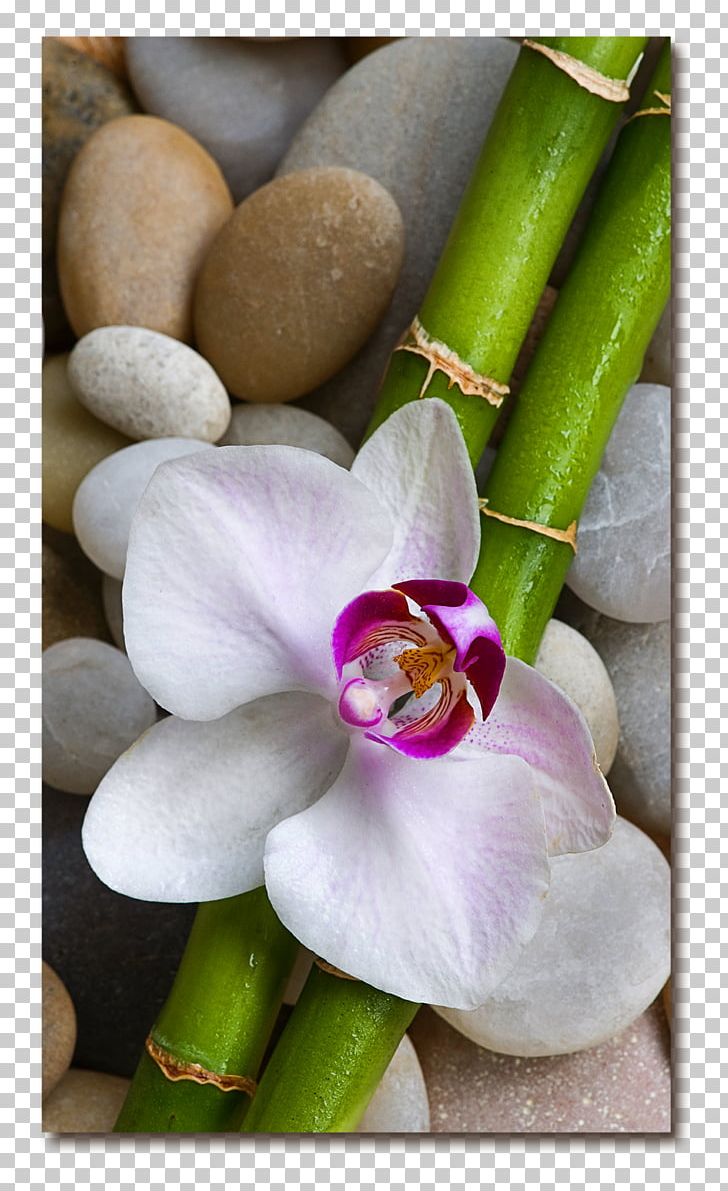 Drogerie Im Telli Stock Photography PNG, Clipart, Art, Dendrobium ...