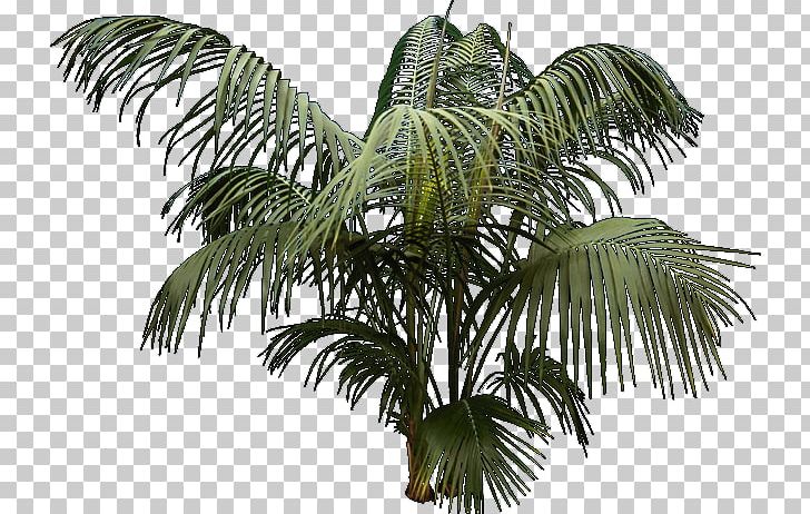 SketchUp Architecture AutoCAD PNG, Clipart, Architecture, Arecaceae, Arecales, Art, Attalea Speciosa Free PNG Download