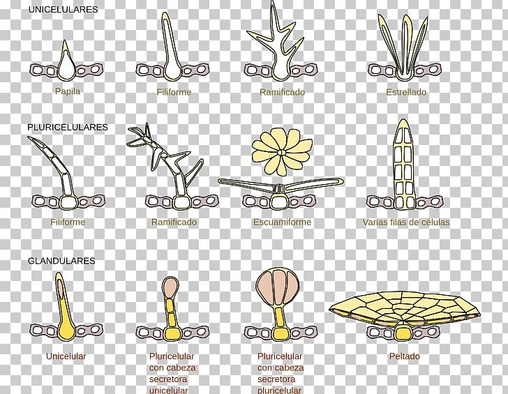 Trichome Tissue Biology Plant Cell PNG, Clipart, Angle, Animal, Area, Biology, Body Jewelry Free PNG Download