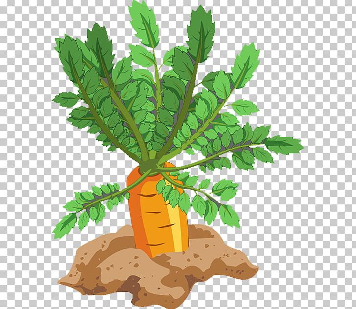 Carrot Leaf Vegetable Food PNG, Clipart, Bunch Of, Carrot Cartoon, Carrot Juice, Carrots, Cartoon Carrot Free PNG Download