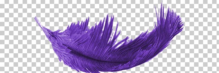 Feather Purple PNG, Clipart, Animals, Bird, Cansu, Cartoon, Computer Icons Free PNG Download
