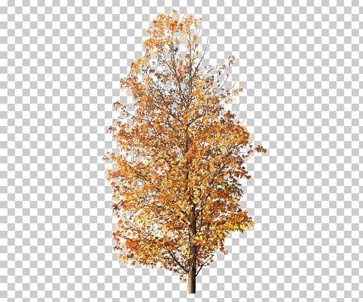 Tree Maple Photography PNG, Clipart, Adobe Illustrator, Autumn, Autumn Tree, Branch, Defoliation Free PNG Download