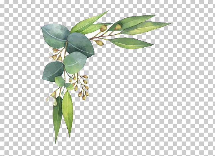 Eucalyptus Polyanthemos Watercolor Painting Illustration PNG, Clipart ...