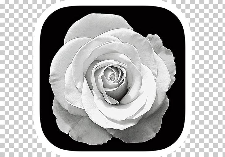 Garden Roses Photography Black And White PNG, Clipart, Black And White, Color, Cut Flowers, Desktop Wallpaper, Flora Free PNG Download