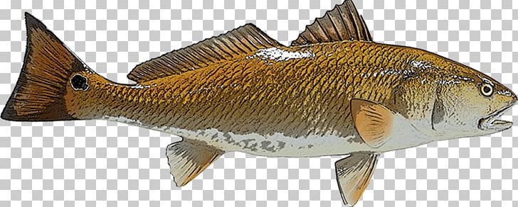 Perch Redfish Red Drum Fishing PNG, Clipart, Animal Figure, Black Drum, Bony Fish, Carp, Common Rudd Free PNG Download