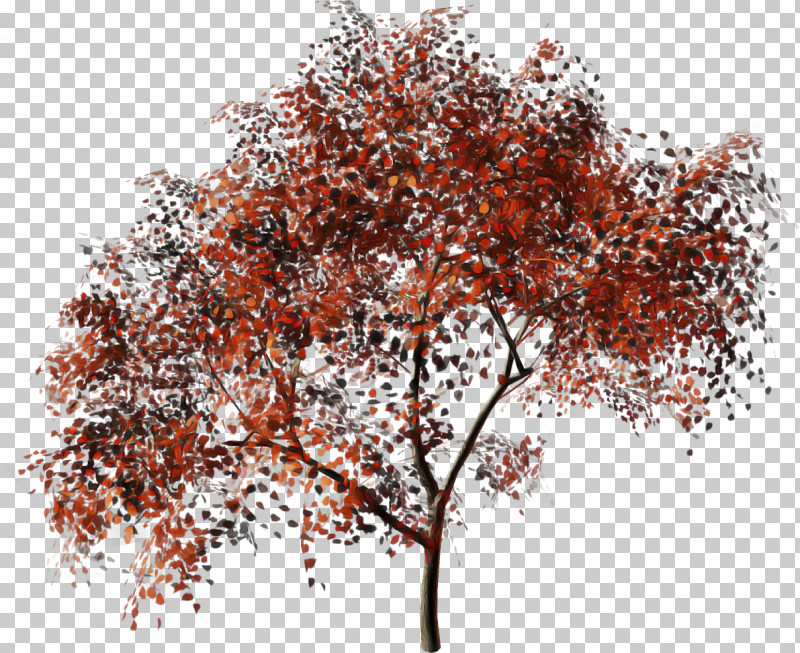 Plane PNG, Clipart, Branch, Deciduous, Flower, Leaf, Maple Free PNG Download