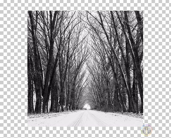 Black And White Stock Photography Color Photography PNG, Clipart, Art, Branch, Contemporary Art, Forest, Freezing Free PNG Download