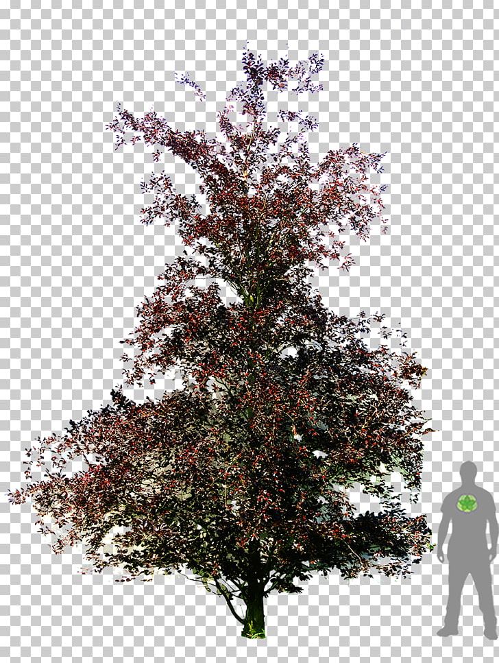 Copper Beech Weeping Beech American Beech Dawyck Botanic Garden Tree PNG, Clipart, Arborvitae, Beech, Beech Tree, Branch, Copper Beech Free PNG Download