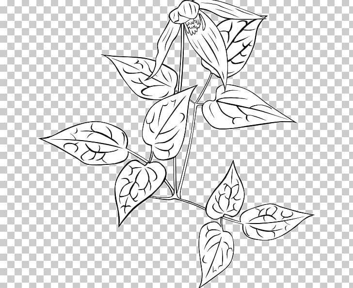 Drawing Plant PNG, Clipart, Angle, Art, Artwork, Black And White, Clematis Montana Free PNG Download