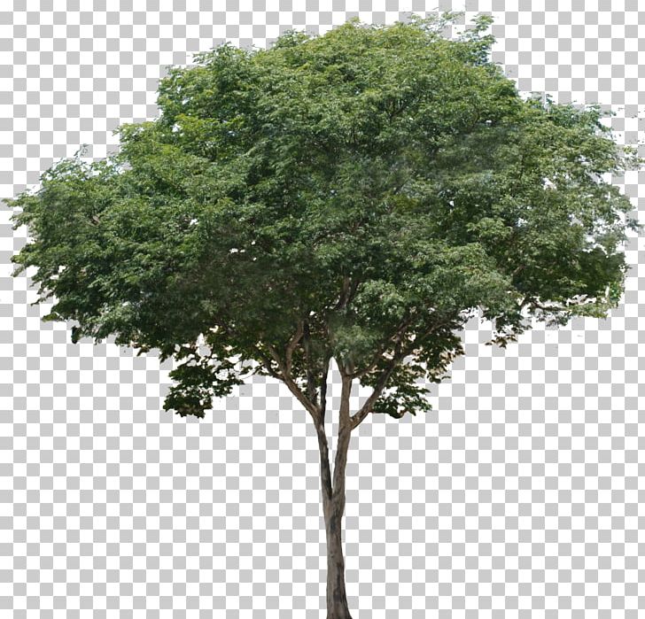 Common Fig Tree Branch Tropical Rainforest PNG, Clipart, Branch, Common Fig, Ecological Design, Fig Tree, Fig Trees Free PNG Download