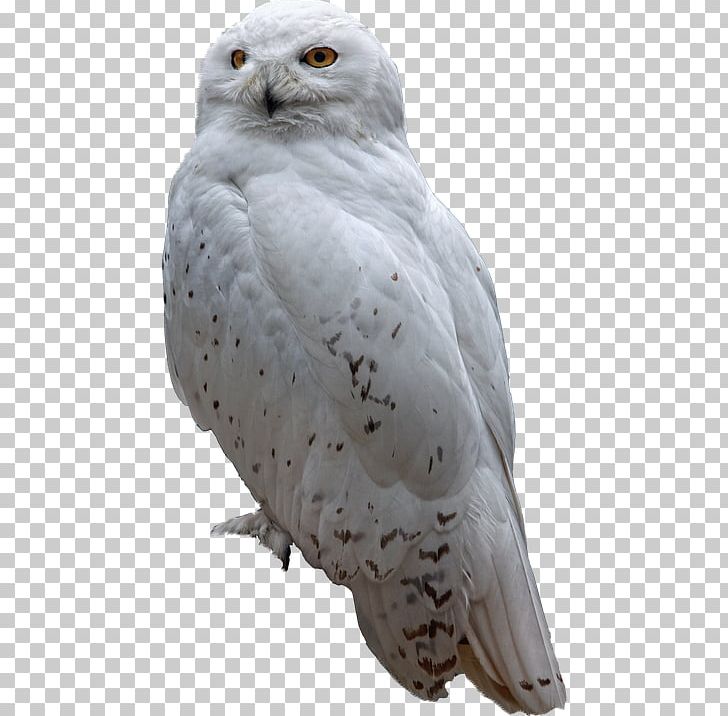 Snowy Owl Bird Of Prey PNG, Clipart, Animal, Art, Barn Owl, Beak, Bird Free PNG Download