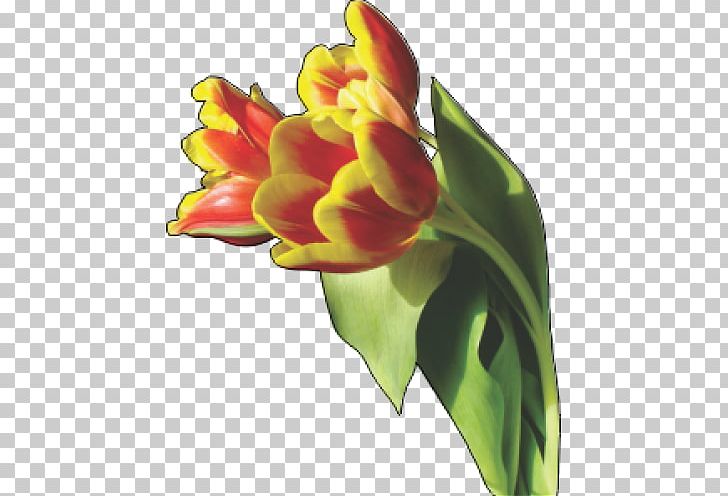 Tulip Flower PNG, Clipart, 2s4 Tyulpan, Bud, Canna Family, Canna Lily, Cut Flowers Free PNG Download