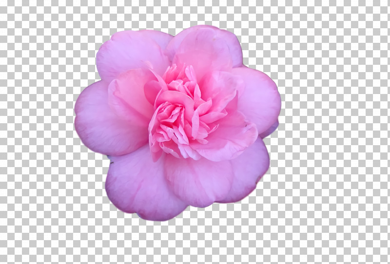 Peony PNG, Clipart, Peony Free PNG Download