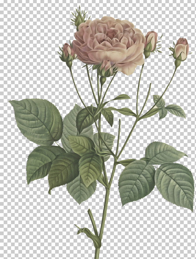Garden Roses PNG, Clipart, Cabbage Rose, Cut Flowers, Drawing, Flower, Flower Bouquet Free PNG Download