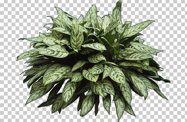 Architecture Plant Shrub Rendering PNG, Clipart, 3d Modeling, Architectural Rendering, Architecture, Autocad, Elevation Free PNG Download
