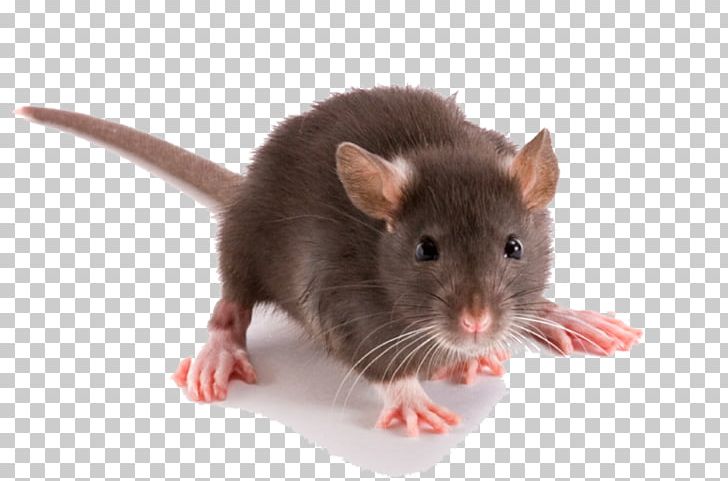 Brown Rat Rodent Pest Control Black Rat Rat Trap PNG, Clipart, Bait, Bed Bug, Black Rat, Brown Rat, Fauna Free PNG Download