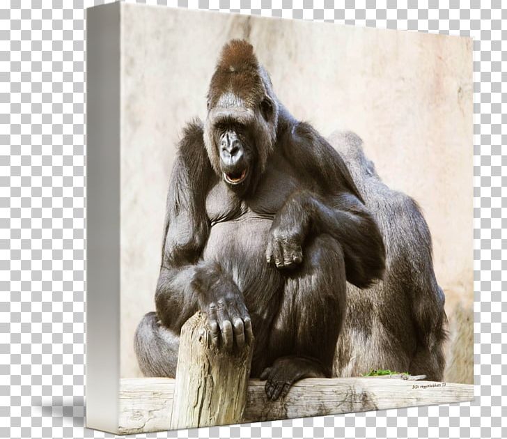 Common Chimpanzee Western Gorilla Monkey Canvas Print PNG, Clipart, Animal, Animals, Canvas, Canvas Print, Chimpanzee Free PNG Download