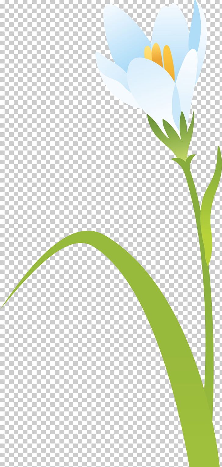 Plant Stem Petal Leaf Flower Branch PNG, Clipart, Branch, Computer Wallpaper, Crocus, Desktop Wallpaper, Flora Free PNG Download