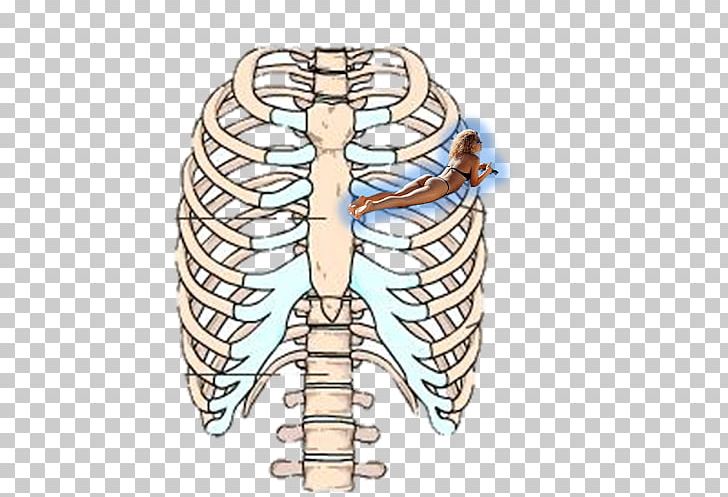 Rib Cage Human Skeleton Sternum Anatomy PNG, Clipart, Adan, Anatomy, Bone, Hip Bone, Human Body Free PNG Download