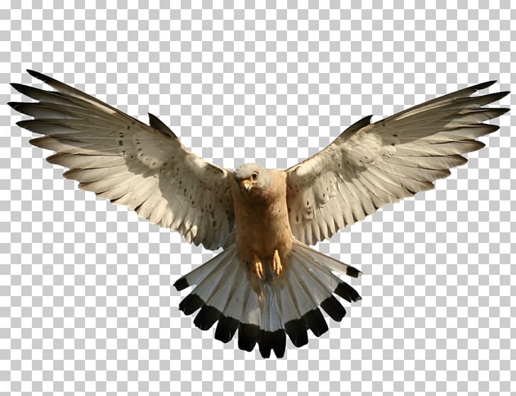 Bald Eagle Bird PNG, Clipart, Accipitriformes, Animals, Arama, Bald Eagle, Beak Free PNG Download