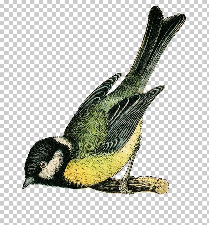 Bird Illustration PNG, Clipart, Animals, Antique, Art, Beak, Bird Free PNG Download