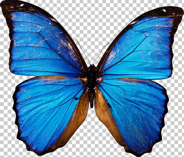 Butterfly Desktop Computer Icons PNG, Clipart, Arthropod, Blue, Brush Footed Butterfly, Butterfly, Computer Icons Free PNG Download