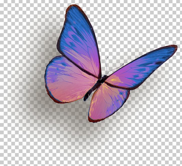 Butterfly Insect PNG, Clipart, Butterflies, Butterflies And Moths, Butterfly, Butterfly Group, Color Free PNG Download