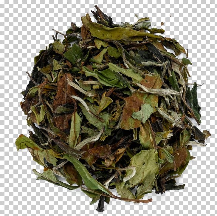Nilgiri Tea Namul Bai Mudan Tea Plant PNG, Clipart, Bai Mudan, Bancha, Biluochun, Ceylon Tea, Da Hong Pao Free PNG Download