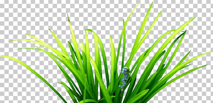 Photography Paper Herb PNG, Clipart, Chrysopogon Zizanioides, Commodity, Cutepdf, Desktop Wallpaper, Flowers Grass Free PNG Download