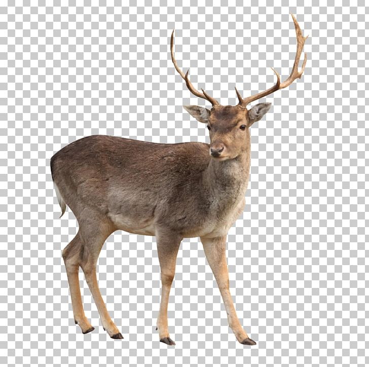 White-tailed Deer Reindeer Moose Elk PNG, Clipart, Animals, Antler, Barasingha, Deer, Desktop Wallpaper Free PNG Download