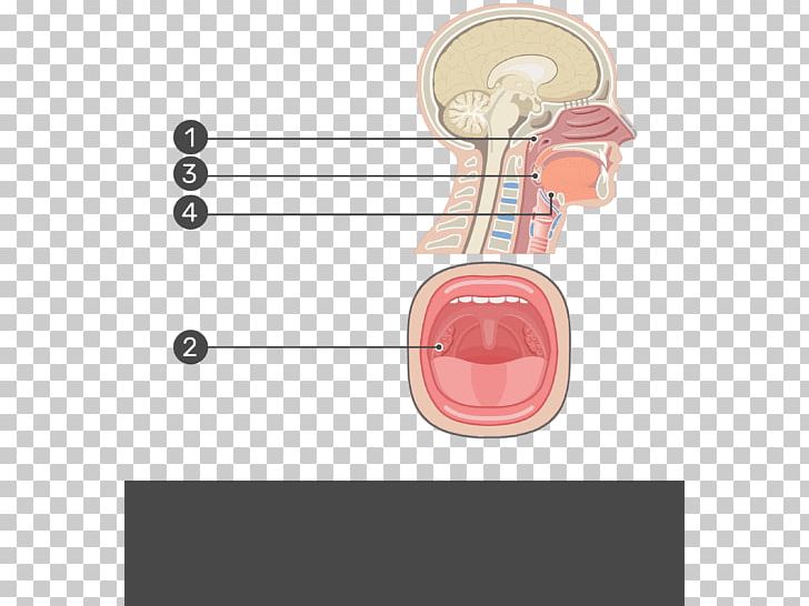 Adenoid Palatine Tonsil Pharynx Anatomy PNG, Clipart,  Free PNG Download