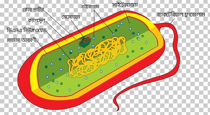 Bacterial Cell Structure Cell Wall Prokaryote PNG, Clipart, Archaeans, Area, Bacillus, Bacteria, Bacterial Cell Structure Free PNG Download