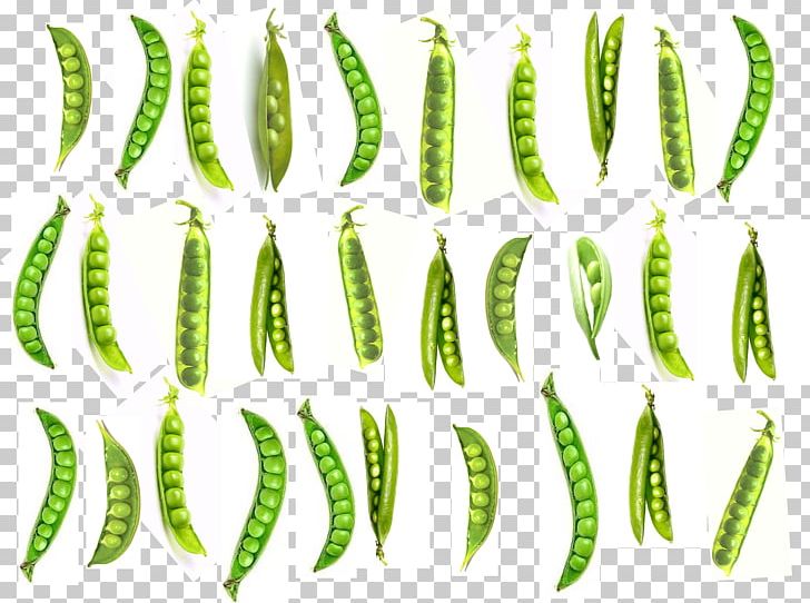 Leaf Plant Stem Organism PNG, Clipart, Grass, Leaf, Line, Organism, Plant Free PNG Download