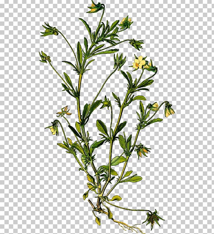 Pansy Botanical Illustration Medicinal Plants Violets PNG, Clipart, Botanical Illustration, Branch, Drawing, Flower, Flowering Plant Free PNG Download