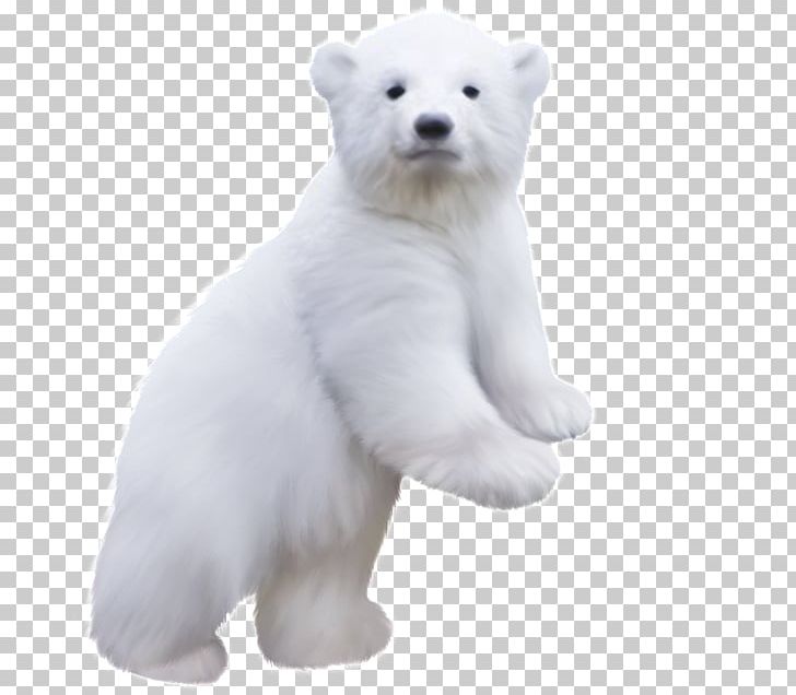 Polar Bear PNG, Clipart, Animals, Bear, Carnivoran, Data Compression, Digital Image Free PNG Download