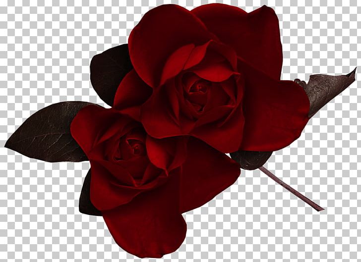 Rose Desktop Flower PNG, Clipart, Art, Blog, Clip Art, Cut Flowers, Desktop Wallpaper Free PNG Download