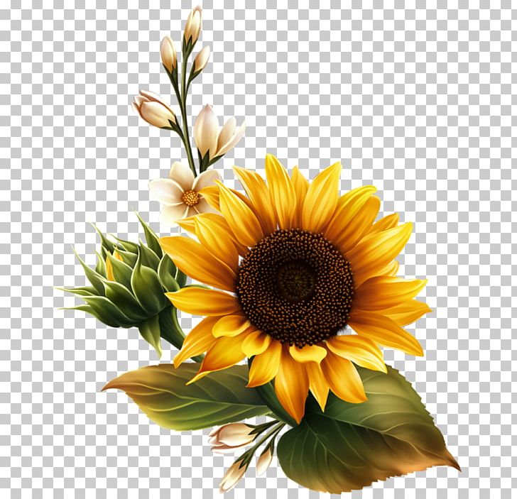 Common Sunflower PNG, Clipart, Buds, Cut Flowers, Daisy Family, Decorative Patterns, Download Free PNG Download