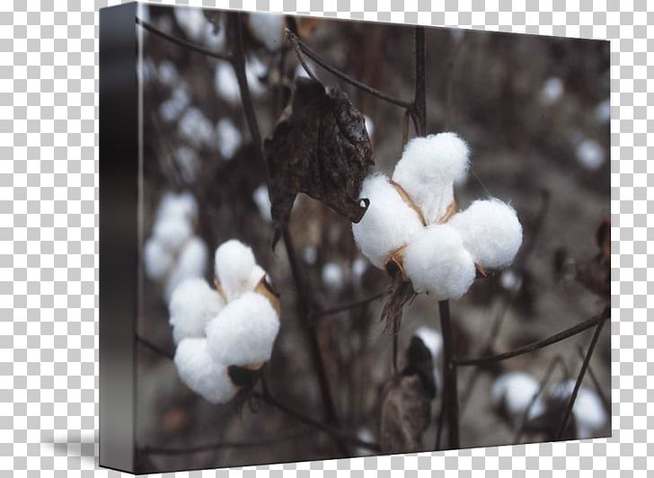 Cotton Industry Textile 綿 Kapok Tree PNG, Clipart, Branch, Cellulose, Cotton, Cotton Made In Africa, Cotton Plant Free PNG Download