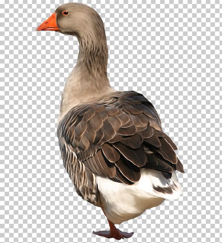Duck Goose Grey Geese Bird PNG, Clipart, Animal, Animals, Beak, Bird, Computer Icons Free PNG Download