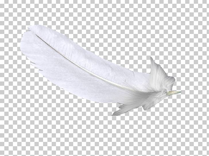 Feather White U767du8272u7fbdu6bdb PNG, Clipart, Animals, Background White, Black White, Copyright, Download Free PNG Download