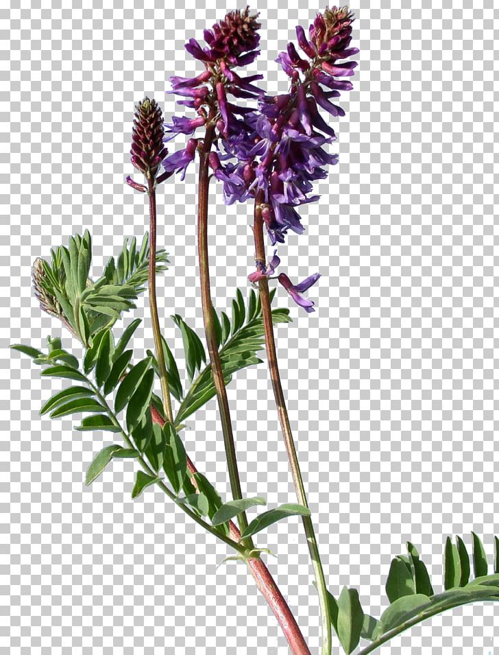 Plant Astragalus Bisulcatus Weed Flower French Lavender PNG, Clipart, Astragalus Bisulcatus, Botany, Flower, Flower Garden, Flowering Plant Free PNG Download