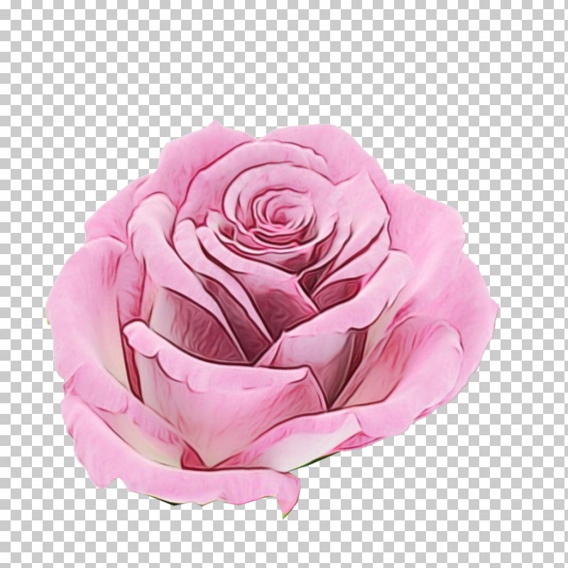 Garden Roses PNG, Clipart, Bank, Cabbage Rose, Cut Flowers, Demand Deposit, Finance Free PNG Download