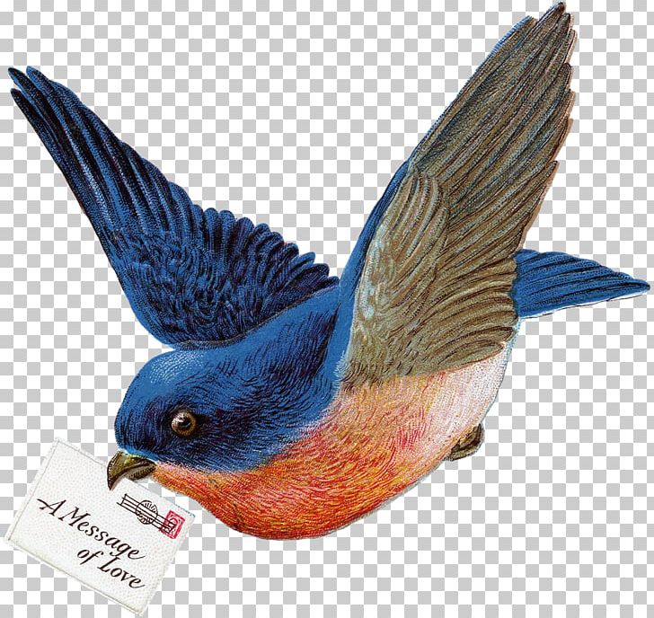 Bluebirds Passerine Parrot Beak PNG, Clipart, Animals, Beak, Bird, Bird Nest, Bluebird Free PNG Download