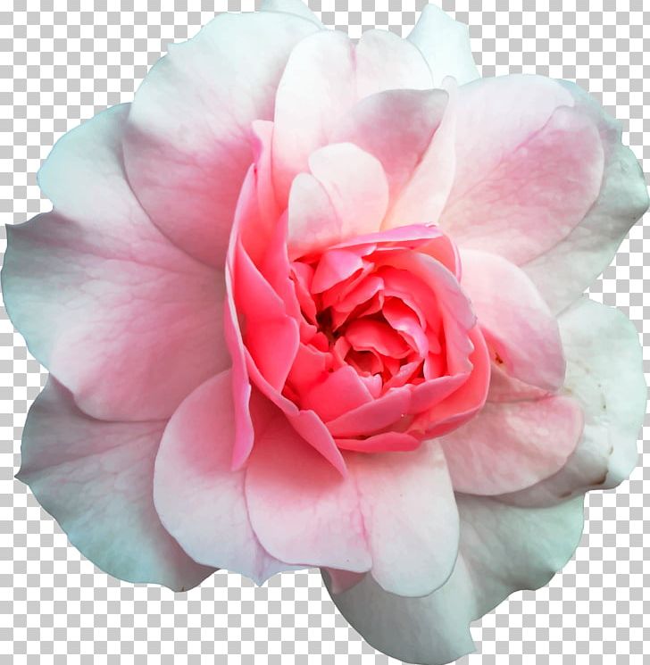 Garden Roses Wood Flooring Flower PNG, Clipart, Artificial Flower, Camellia, China Rose, Cut Flowers, Floribunda Free PNG Download