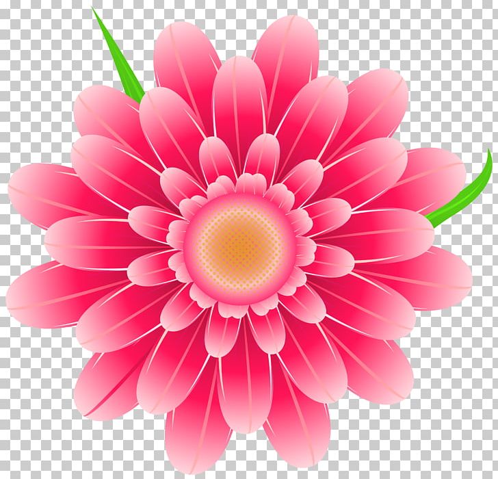 Pink Flowers PNG, Clipart, Chrysanths, Closeup, Color, Cut Flowers, Dahlia Free PNG Download
